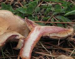 Image of Lactarius semisanguifluus R. Heim & Leclair 1950