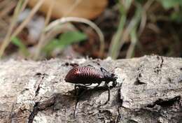 Image of Aegorhinus bulbifer Morrone 1994