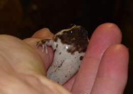 Image of Common Rain Frog