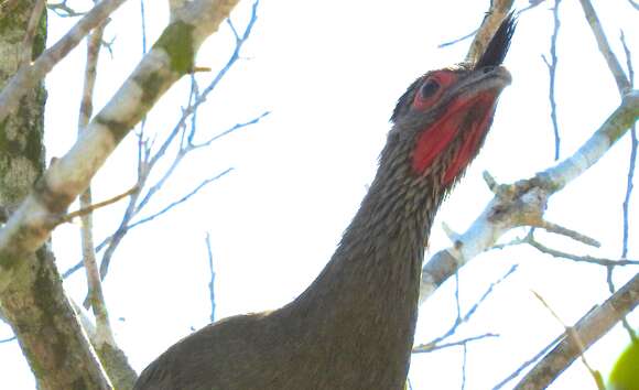 Image of Rufous-bellied Chachalaca