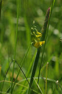 Слика од Lathyrus pratensis L.