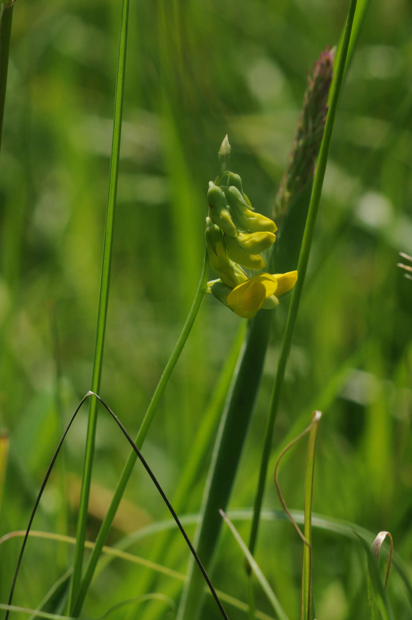 Слика од Lathyrus pratensis L.