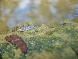 Image of Slender mudskipper