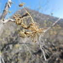 Image of Aralia scopulorum Brandegee