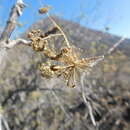 Imagem de Aralia scopulorum Brandegee