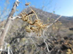 Image de Aralia scopulorum Brandegee