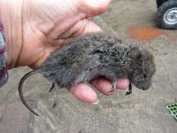 Image of long-tailed vole