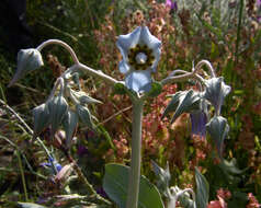 Image of Trichodesma boissieri Post