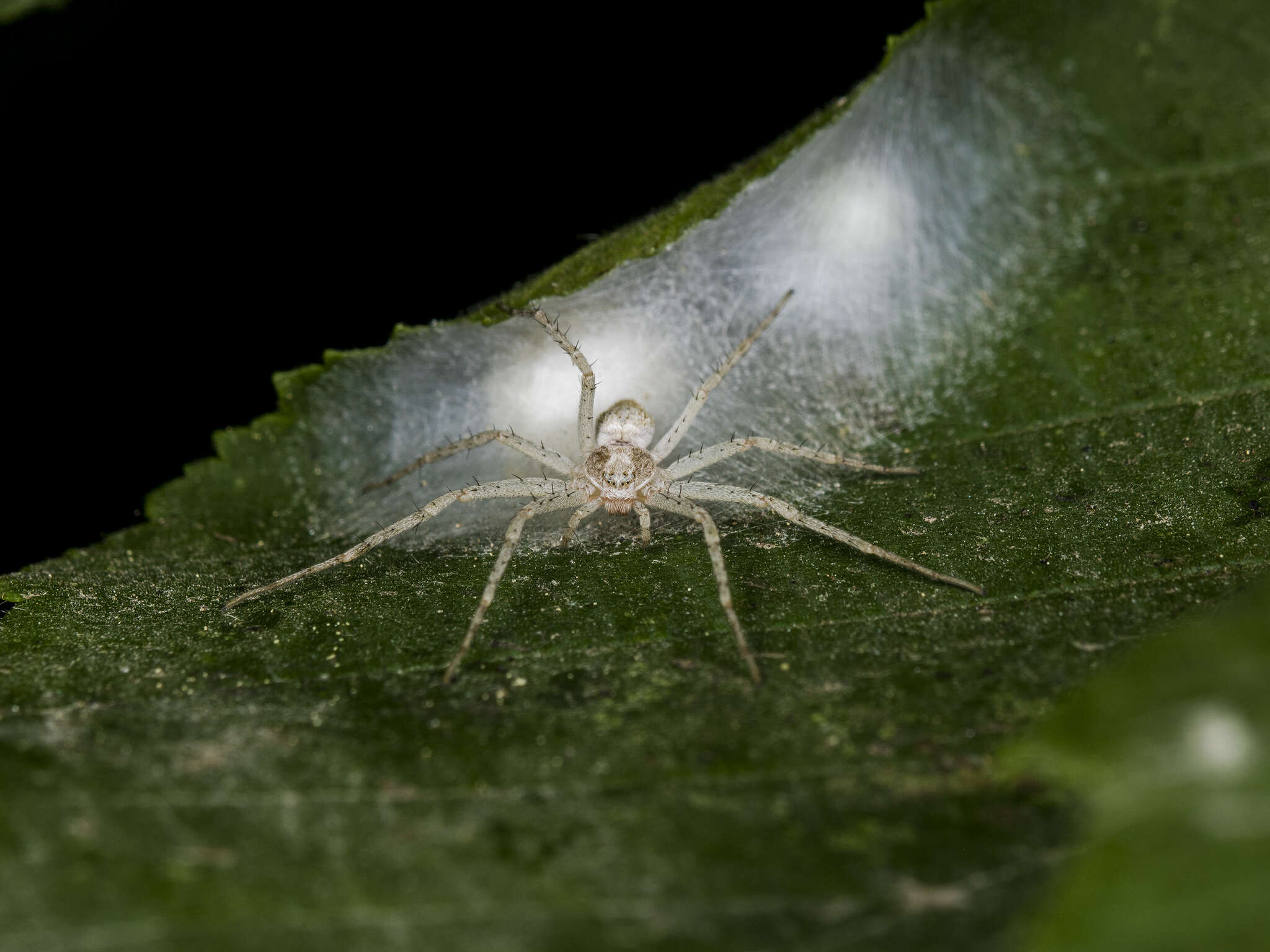 Image of Philodromus longipalpis Simon 1870