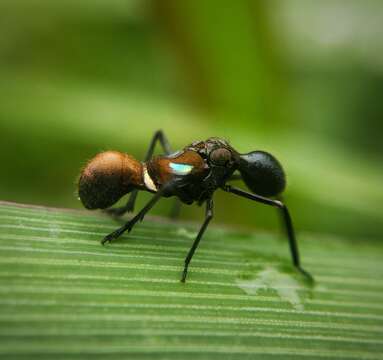 Image of Formiscurra indicus Gnezdilov & Viraktamath 2011