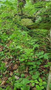 Image of Wood Horsetail