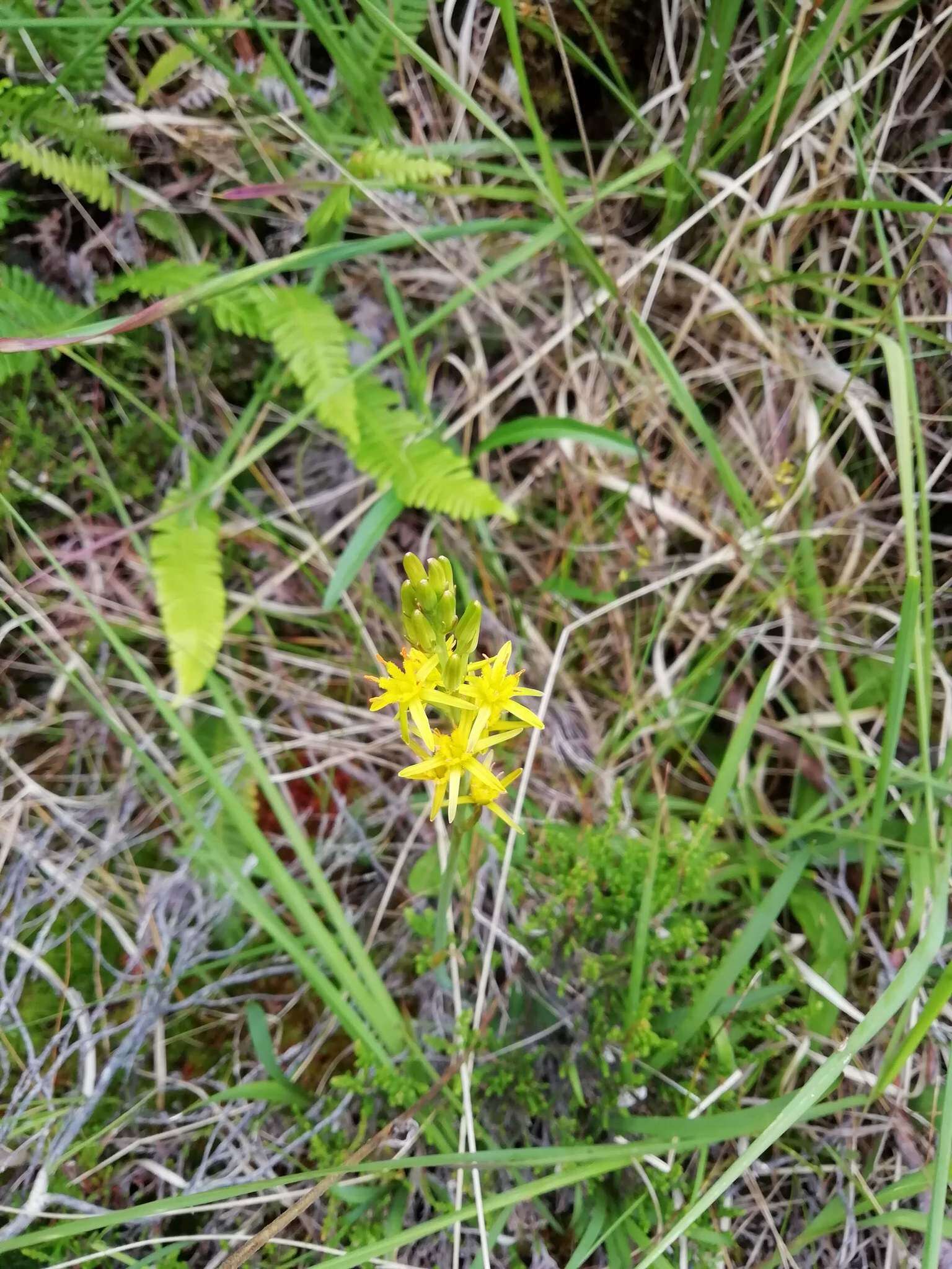 Image of Bog asphodel