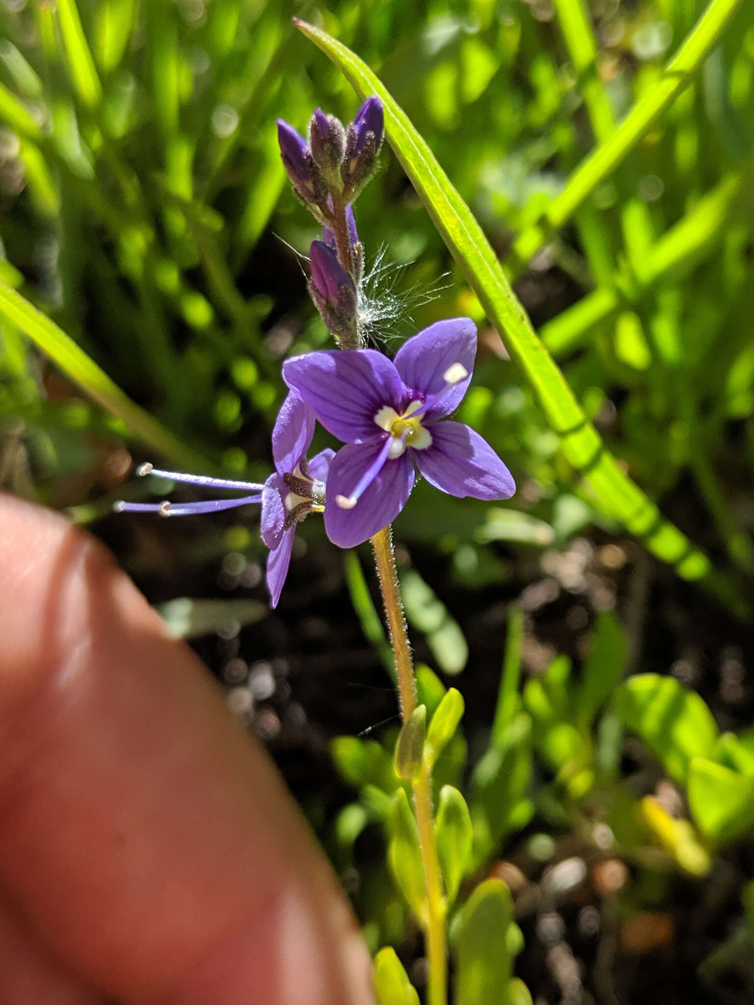 Image de Veronica cusickii A. Gray