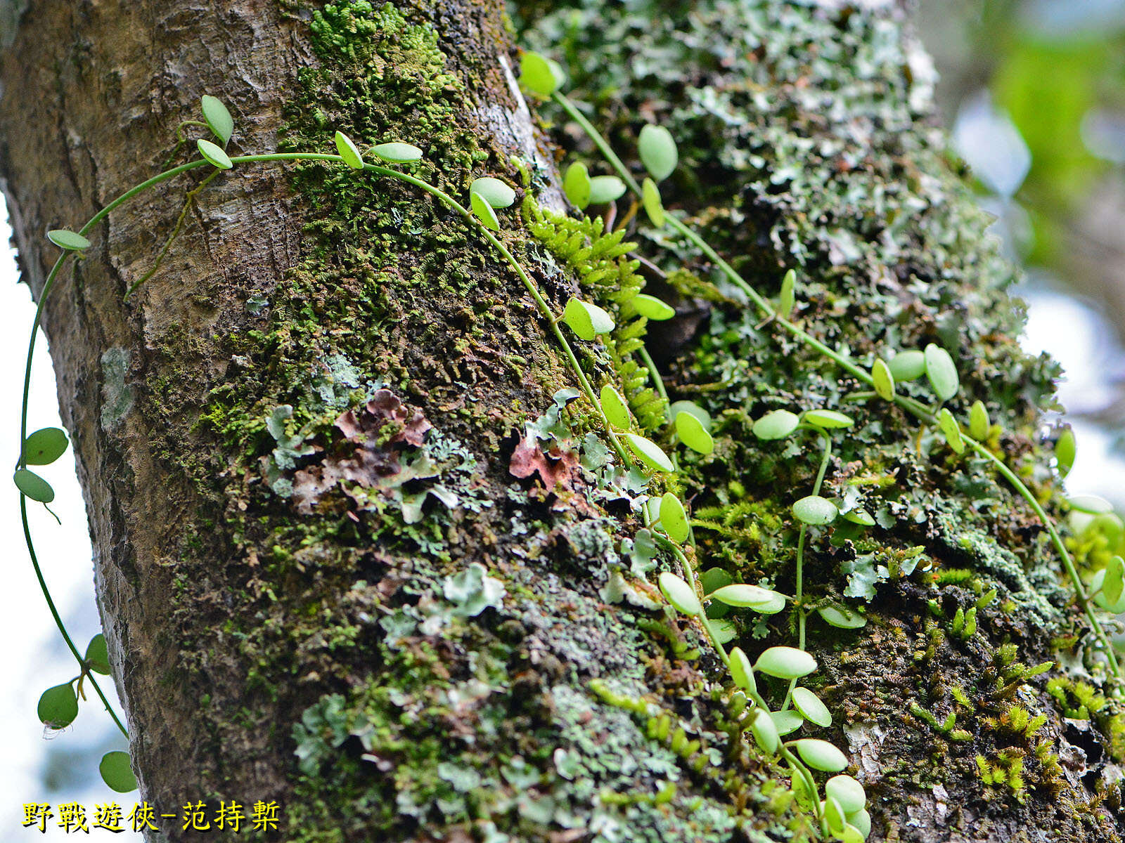 Image of Dischidia formosana Maxim.