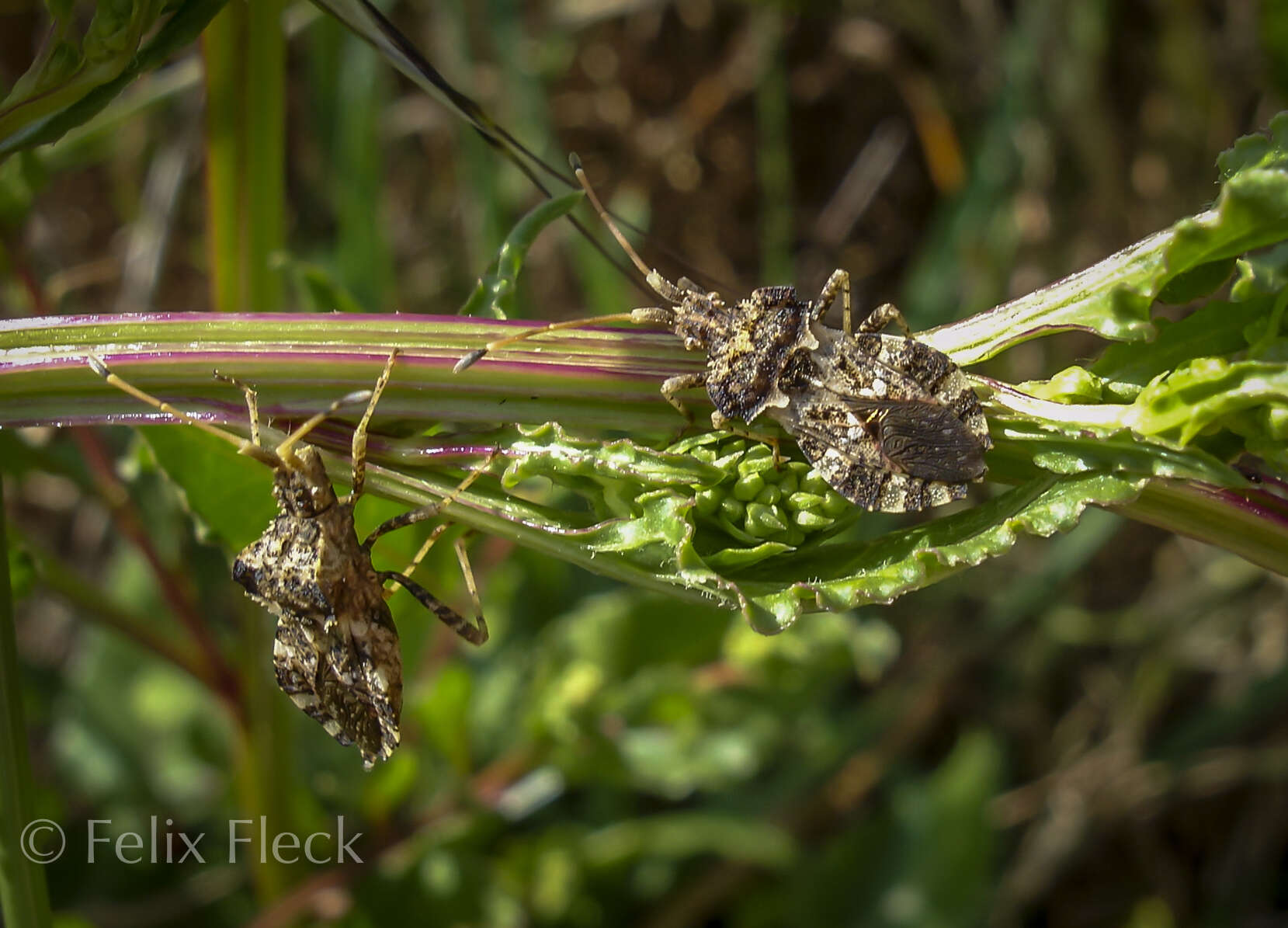 صورة Centrocoris