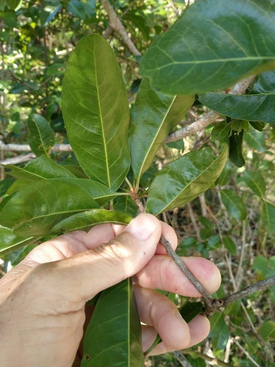 Image of Planchonella pohlmaniana (F. Muell.) Pierre ex Dubard