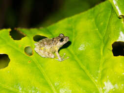 Plancia ëd Craugastor decoratus (Taylor 1942)