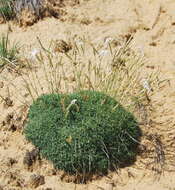 Image of Dianthus volgicus Juzepczuk