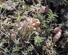 Image of cone-like milkvetch