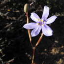 Image of Moraea polyanthos L. fil.