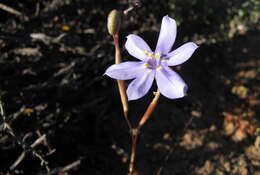 Plancia ëd Moraea polyanthos L. fil.