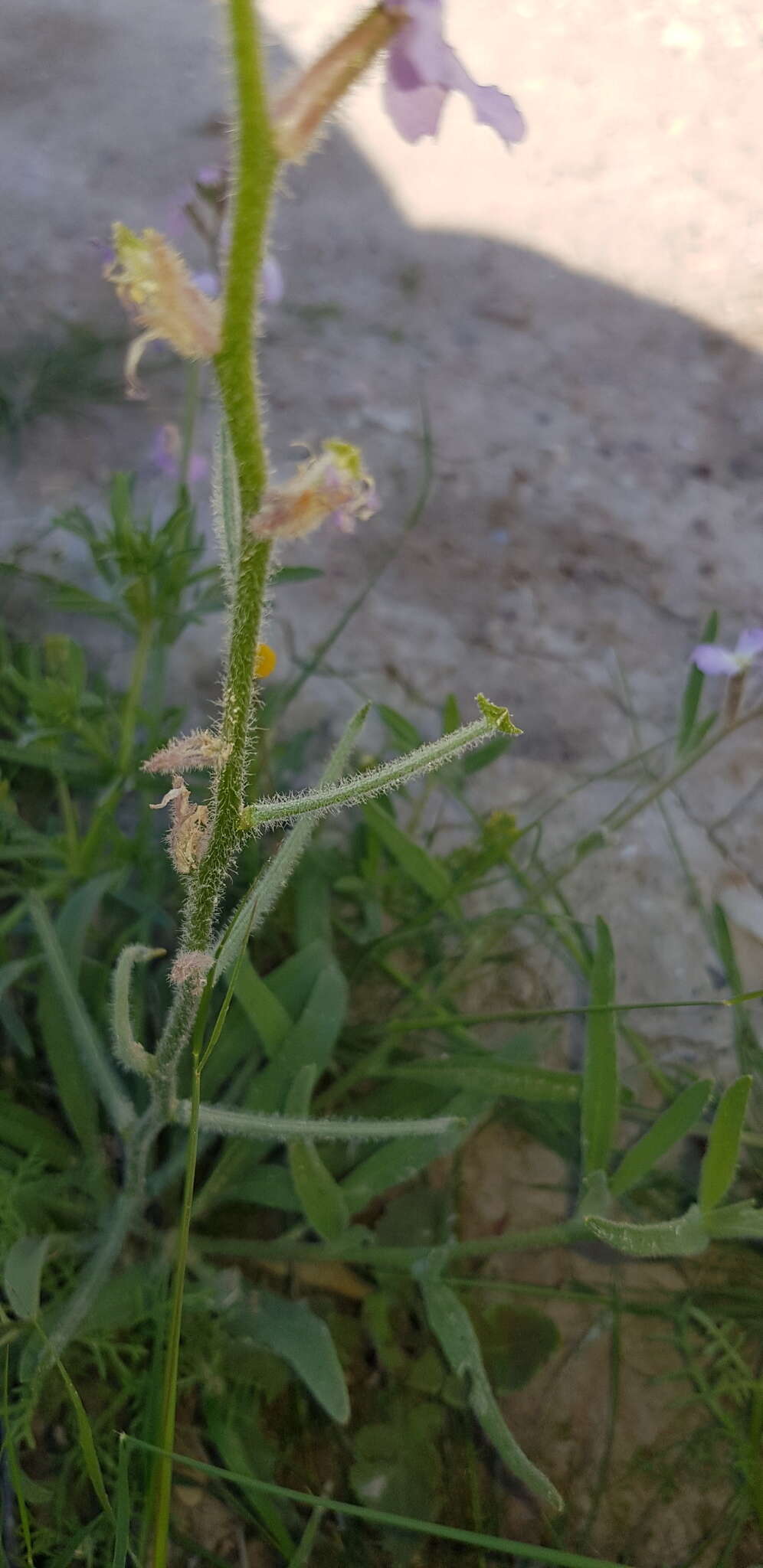 Image of Matthiola longipetala subsp. livida (Delile) Maire