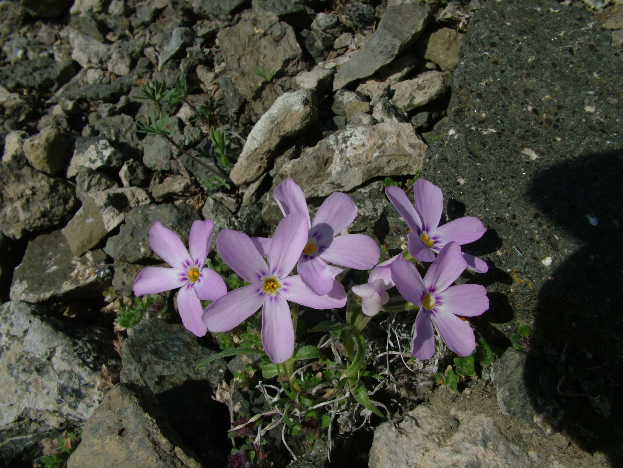 Imagem de Phlox sibirica L.