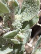 Plancia ëd Atriplex longitrichoma H. C. Stutz, G. L. Chu & S. C. Sanderson