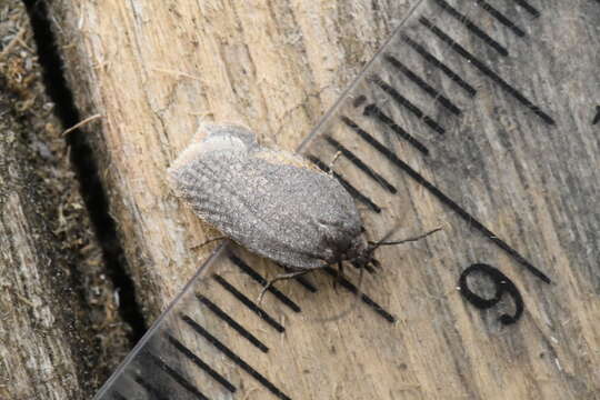 Image of Acleris oxycoccana Packard 1869