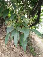 Plancia ëd Cornus macrophylla var. macrophylla