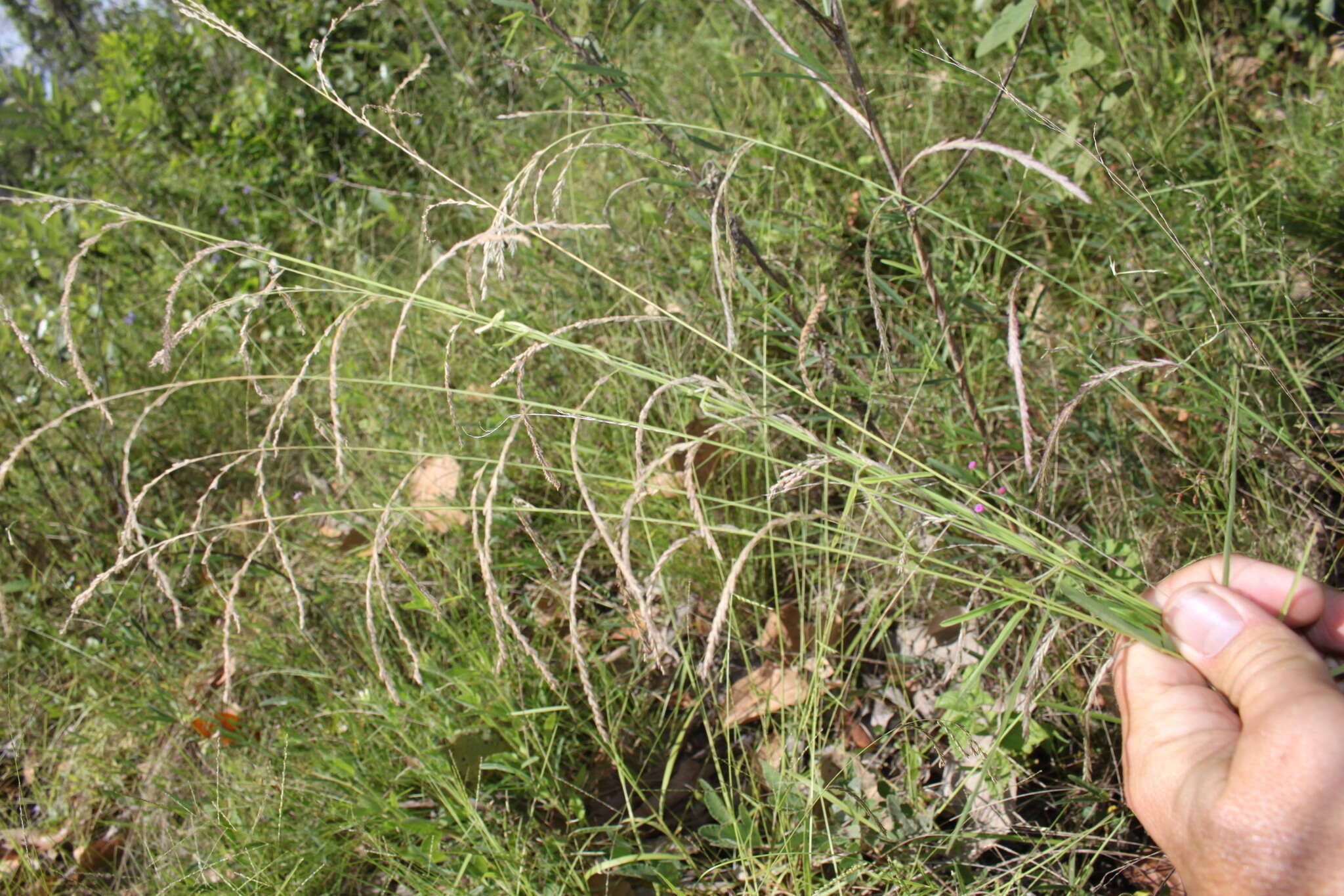 Leptochloa decipiens (R. Br.) Stapf ex Maiden resmi