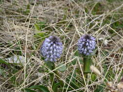 Imagem de Lagotis glauca J. Gaertn.