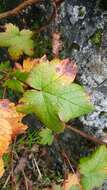 Image of trailing black currant