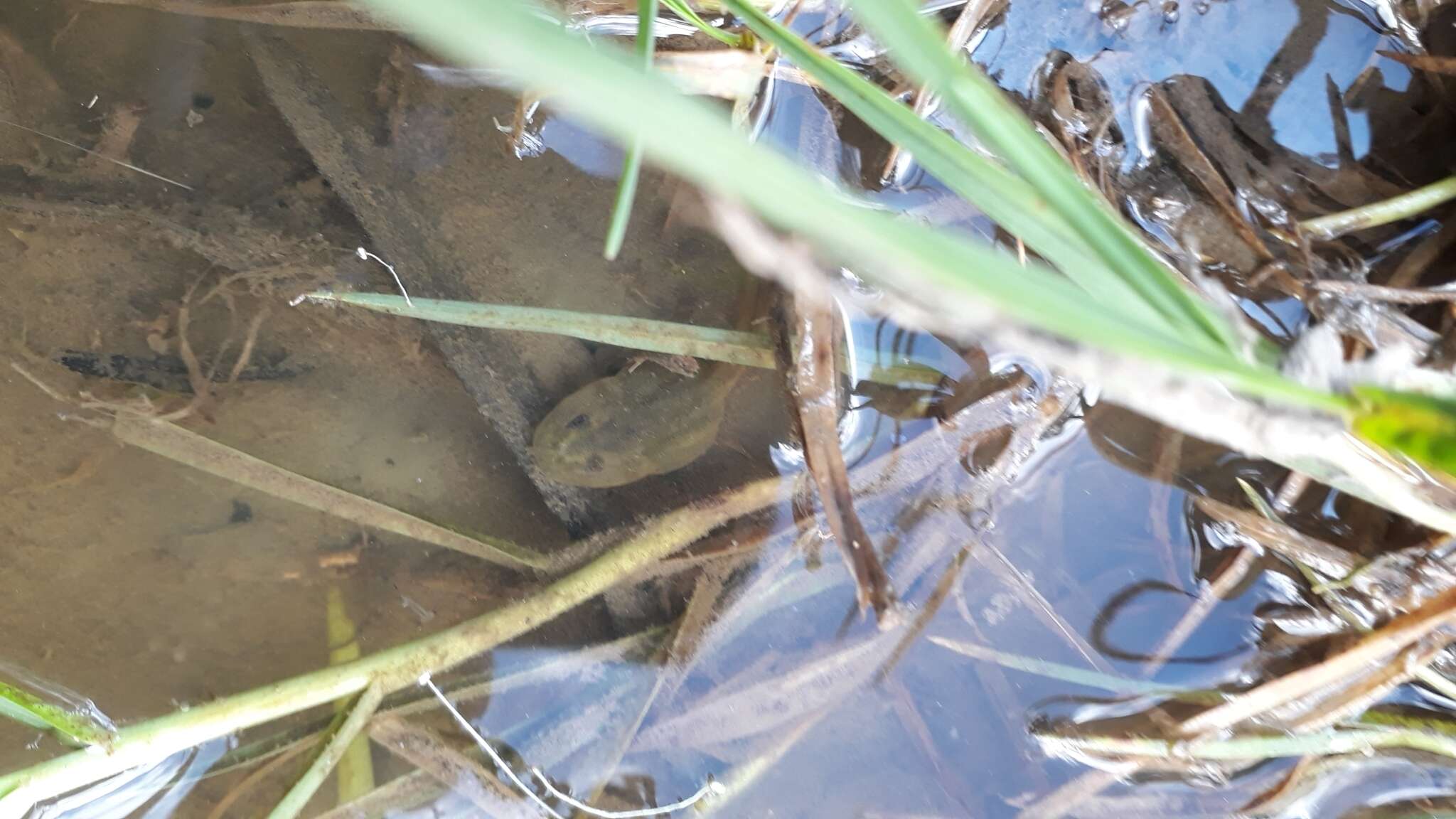 Imagem de Gastrotheca cuencana Carvajal-Endara, Coloma, Morales-Mite, Guayasamin, Székely & Duellman 2019