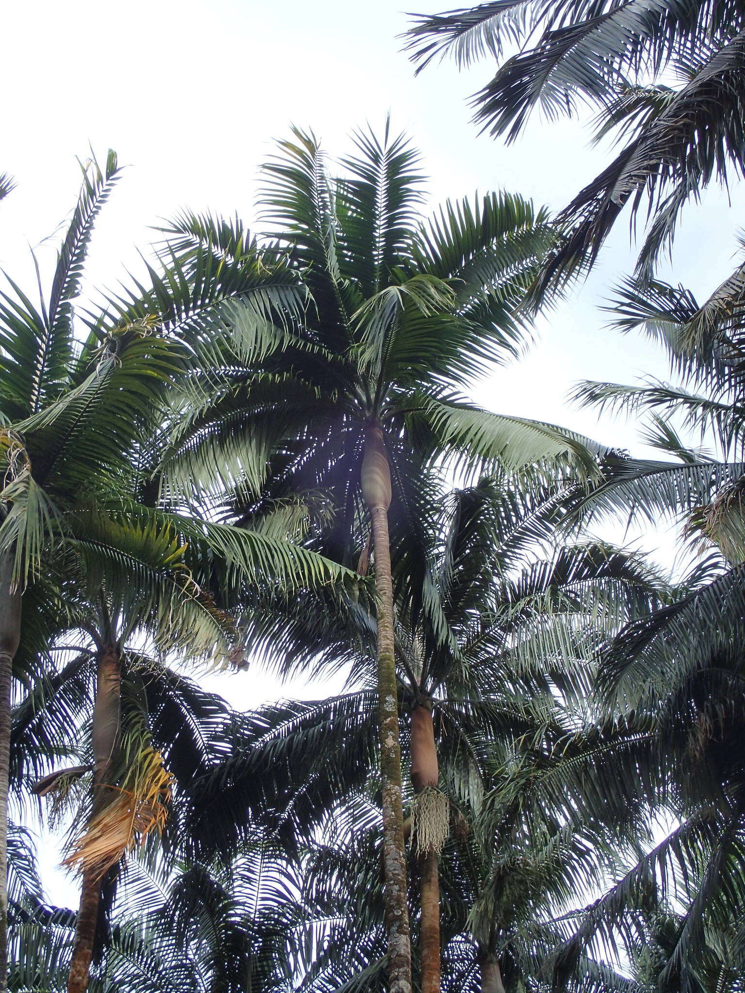 Image of Barbel palm