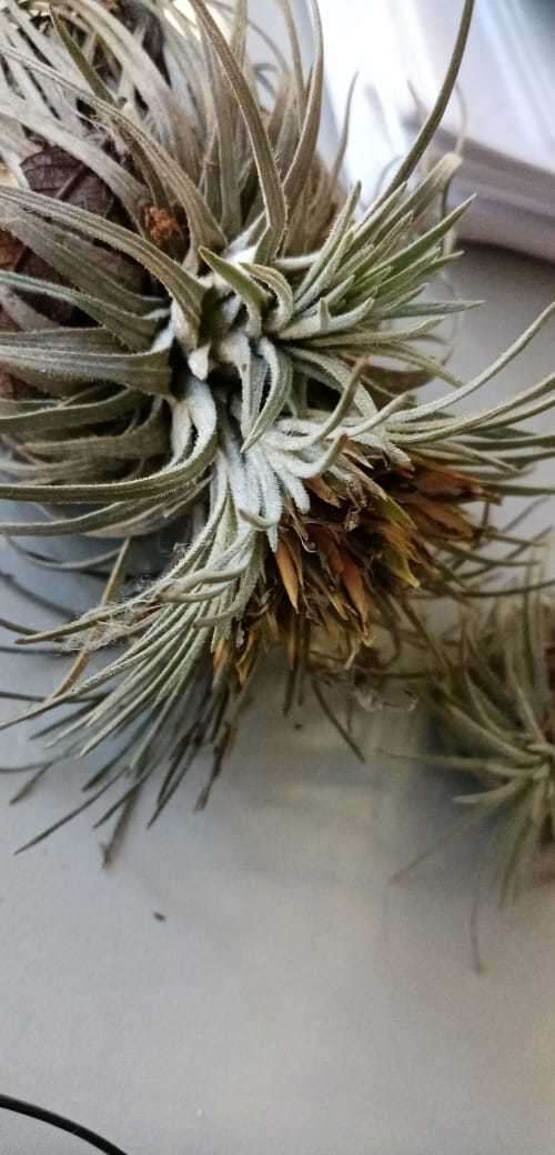 Image of Tillandsia atroviridipetala Matuda