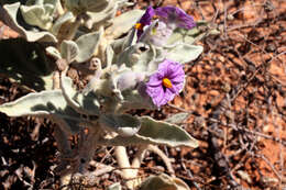 Image of Solanum lasiophyllum Dun.