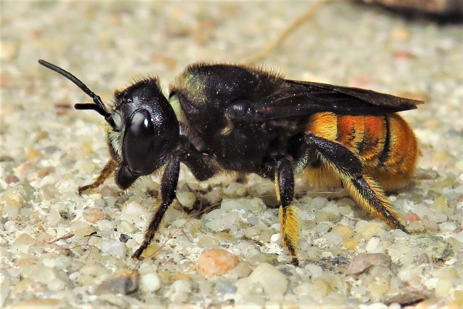 Image of Megachile ustulata Smith 1862