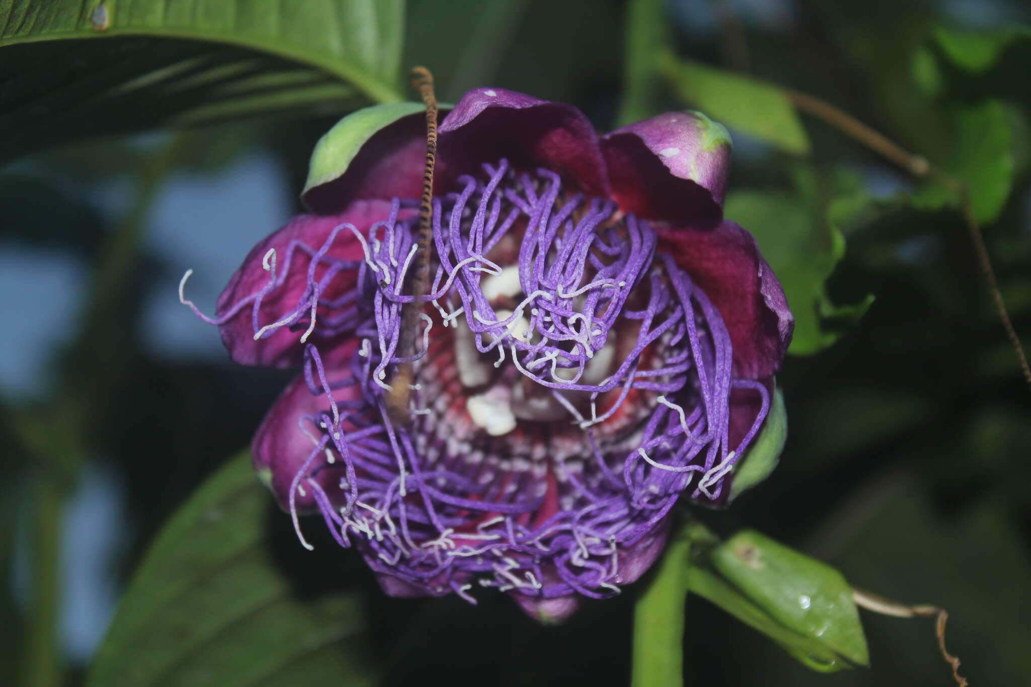 Plancia ëd Passiflora quadrangularis L.