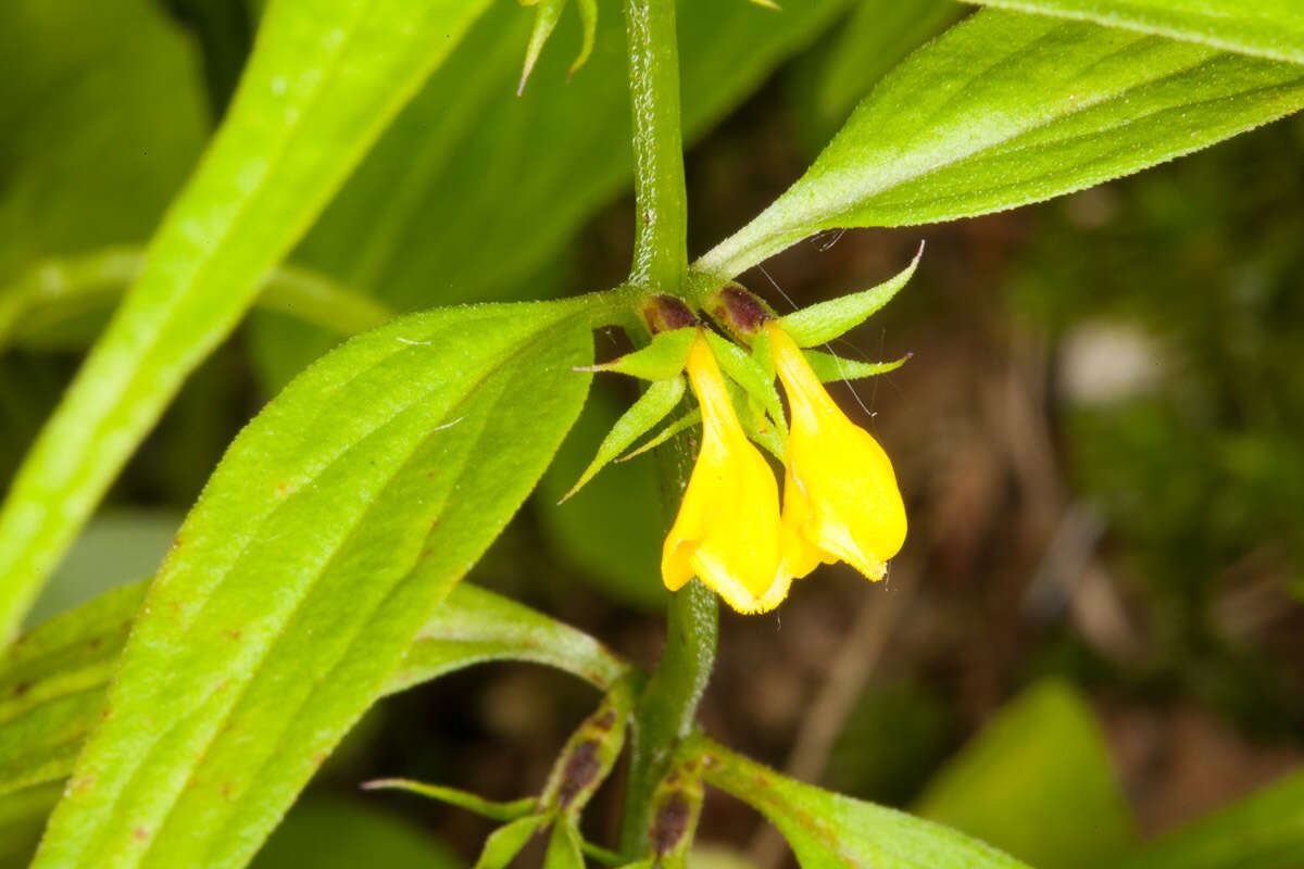 Image of Small cow-wheat