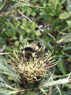 Image of Bombus formosellus (Frison 1934)