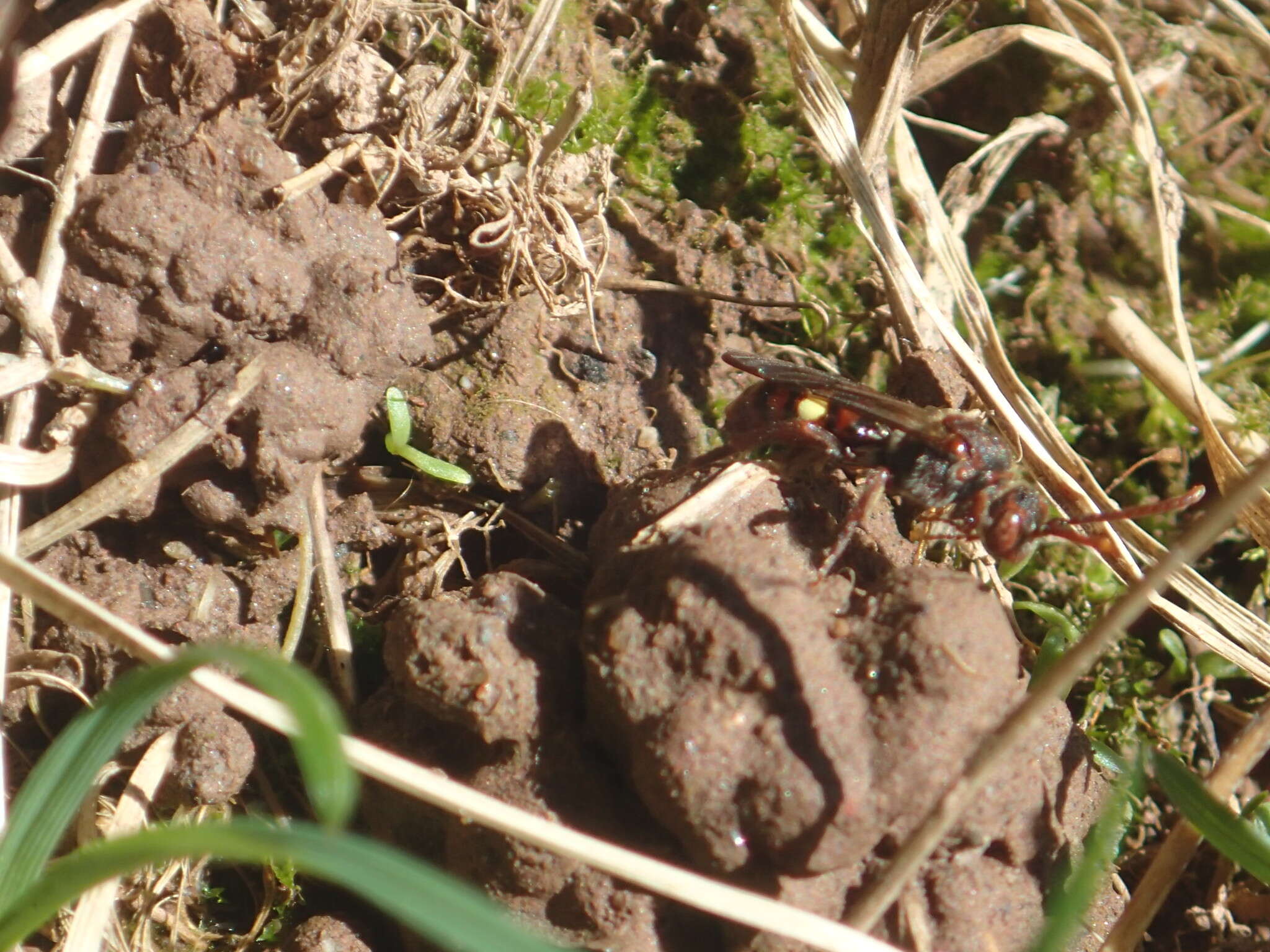 Image of Nomada gracilis Cresson 1863