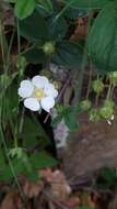 Image of Potentilla montana Brot.