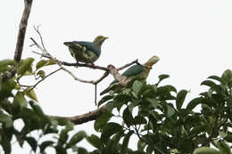 Image of Pink-spotted Fruit Dove