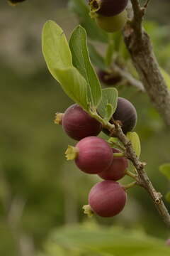 Image de Alangium salviifolium (L. fil.) Wangerin