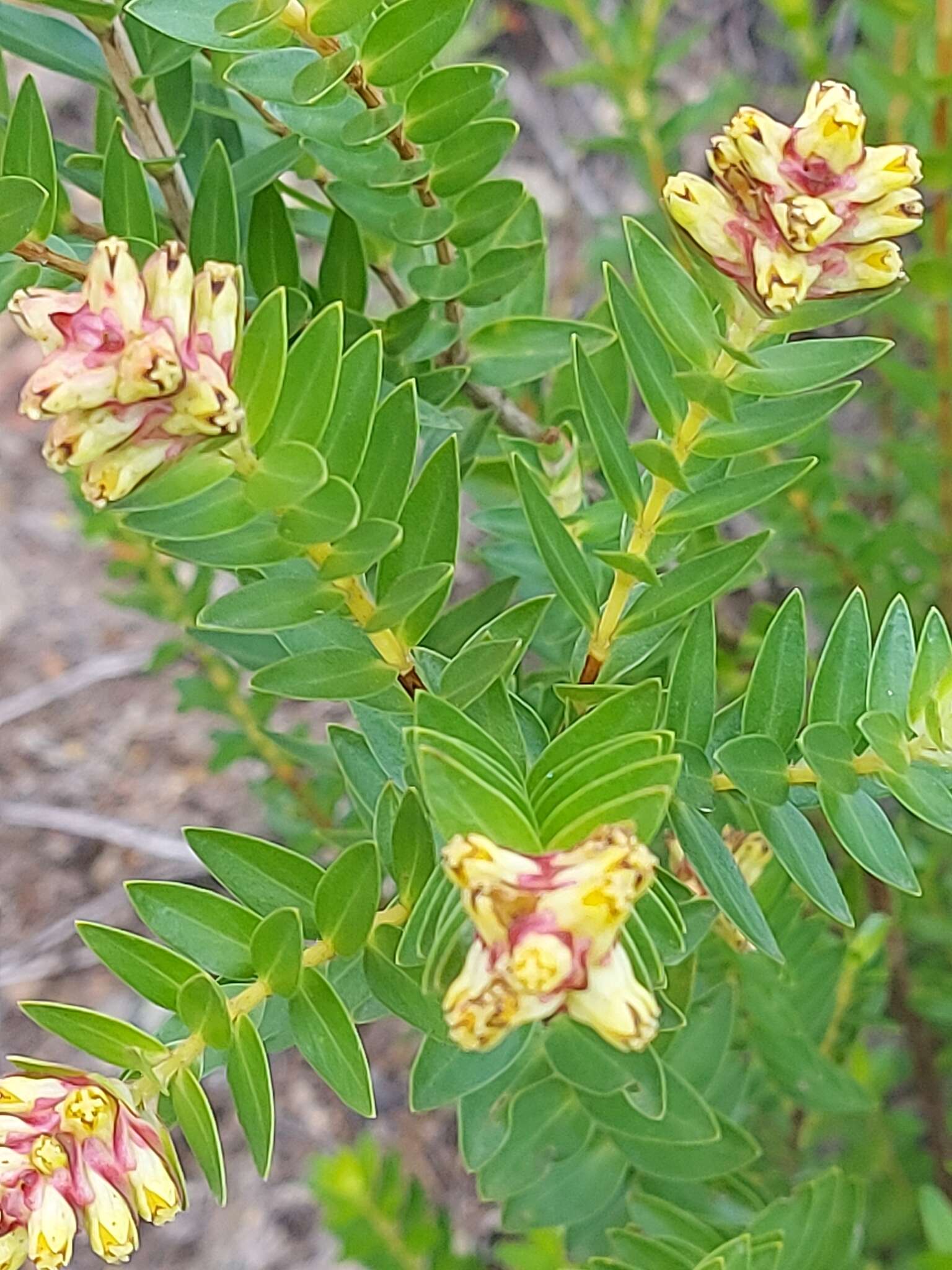 Penaea cneorum subsp. gigantea R. Dahlgren的圖片