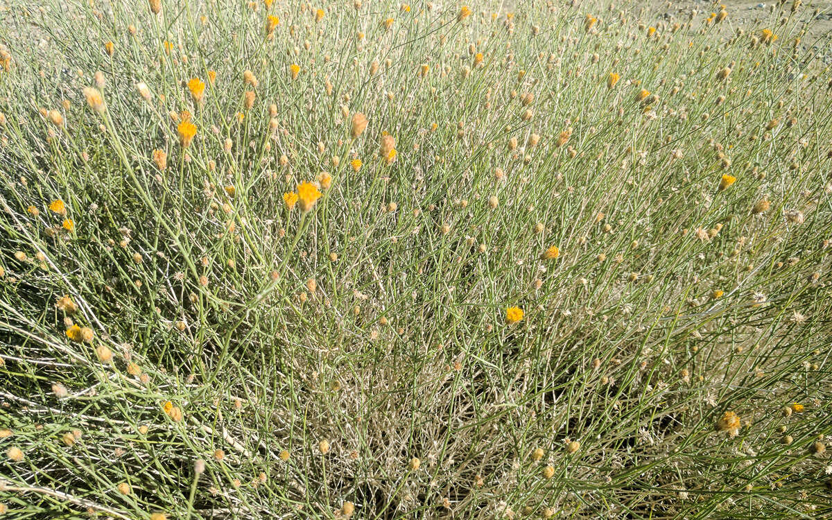 Image de Bebbia juncea (Benth.) Greene