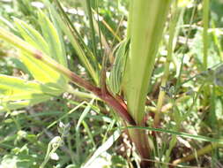 Plancia ëd Lupinus polyphyllus subsp. polyphyllus