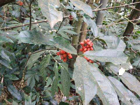 Image of Aucuba chinensis Benth.