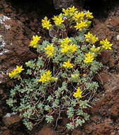 Image of Sedum nudum Ait.